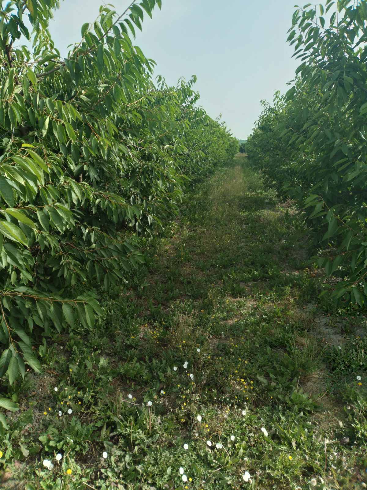 Fotografije 2021 14 07 trešnja